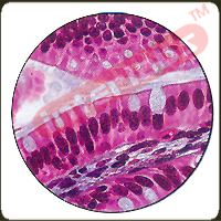 Primate Simple Columnar  Epithelium, Sec.